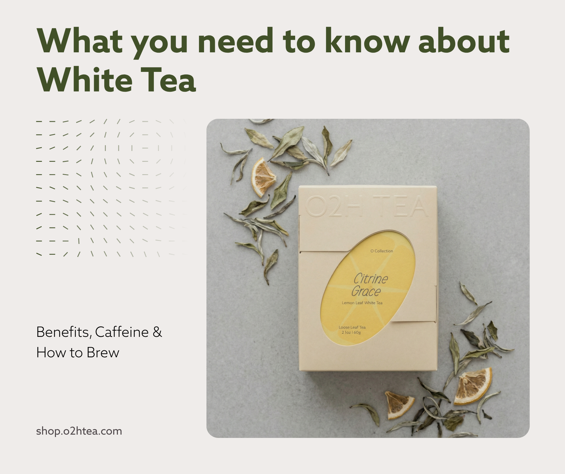 White Tea: Benefits, Caffeine & How to Brew (2026) – O2H TEA