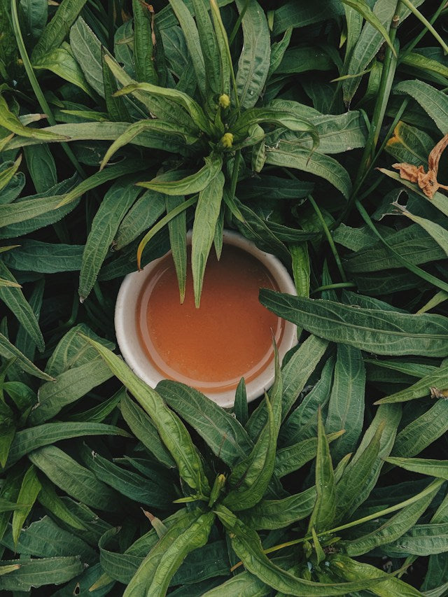 A tranquil cup of O2H Earl Grey, brewed to perfection and nestled among vibrant loose leaf greens, embodies the essence of morning tea serenity.