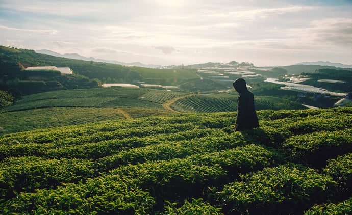  A serene O2H tea garden at dawn, with lush rows of tea plants and a figure admiring the tranquil beauty of the sprawling plantation.