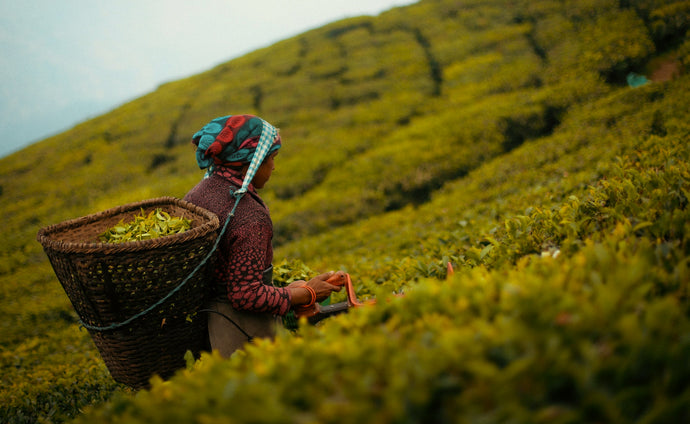 Tea picker harvesting fresh leaves in O2H Tea's lush fields, showcasing the traditional and sustainable practices of premium tea cultivation.